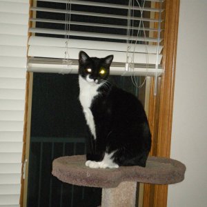 Cats_009