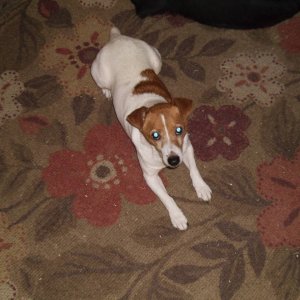 minnie the jack russel