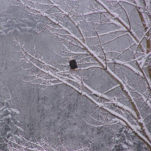 Damn_snow