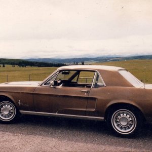 Mustang_near_High_River