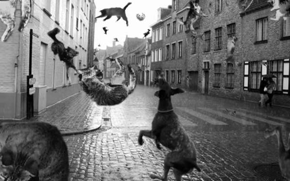 its_raining_cats_and_dogs_697f5adb13533f470ff88c834b14c4653bc035ef_1_.jpg