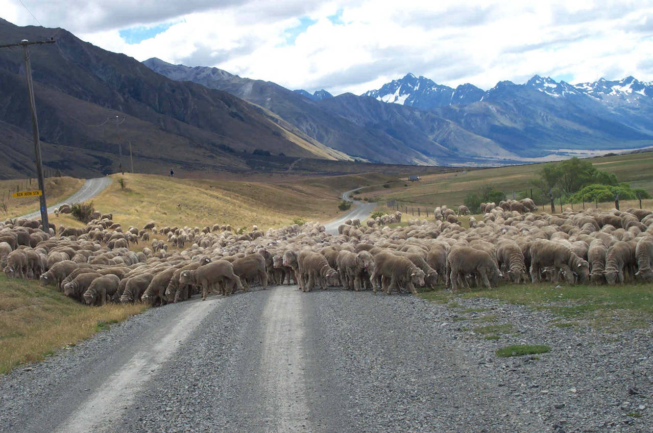 AHURIRI_RIVER_SHEEP