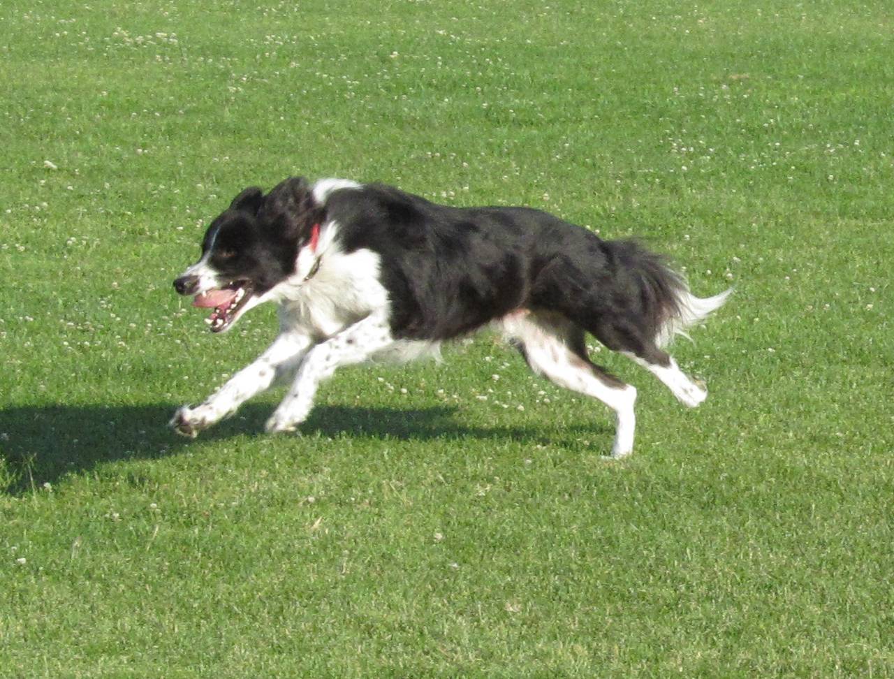 Aidan at Speed