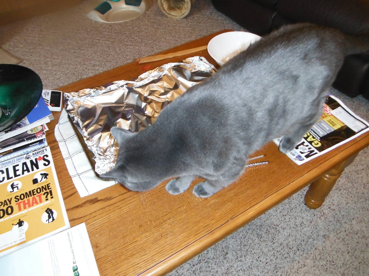 Bad_kitties_001