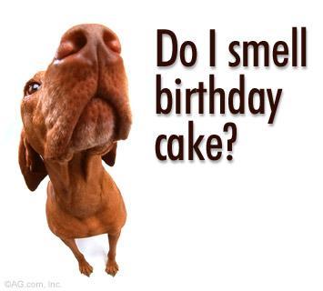 birthday_dog1