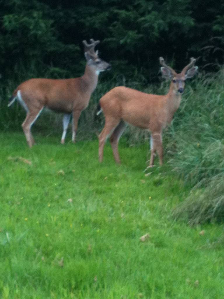 Bucks