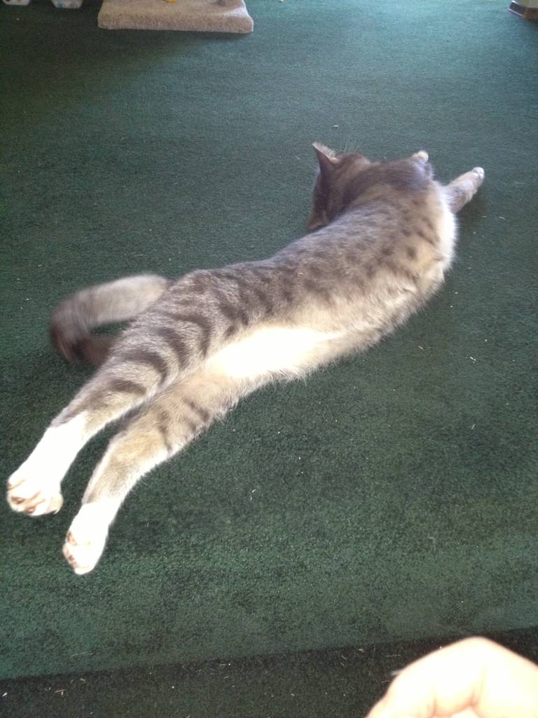 cat