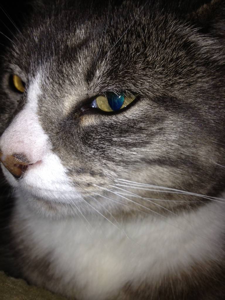 Cat1