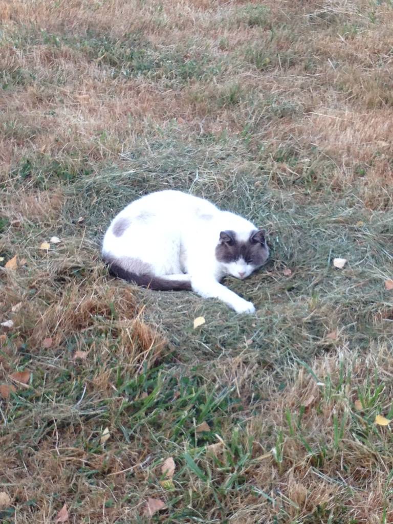 cat_2