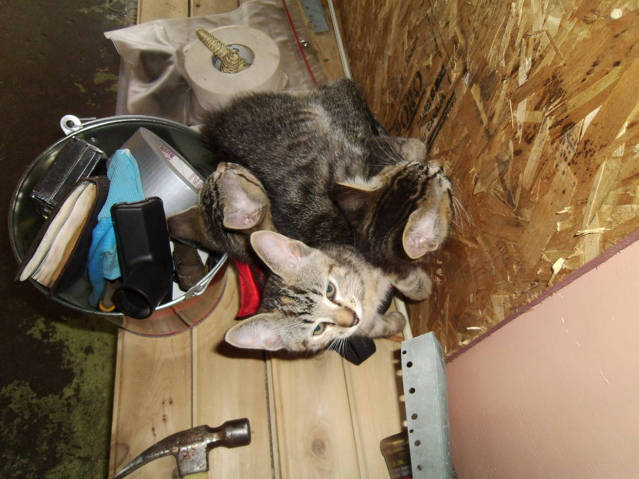 cats