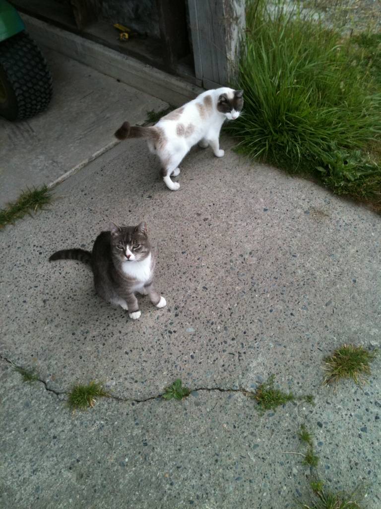 cats