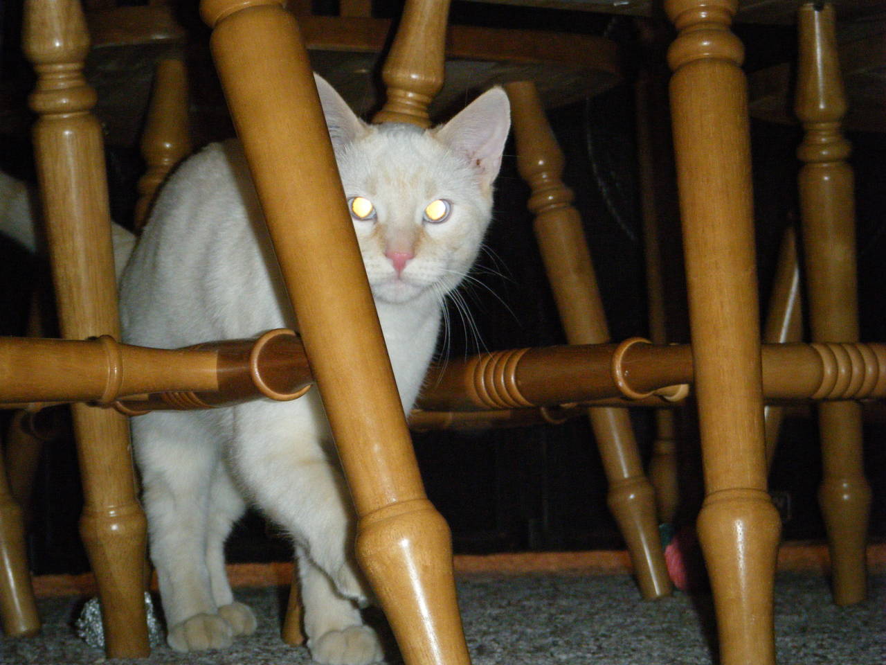 Cats_006