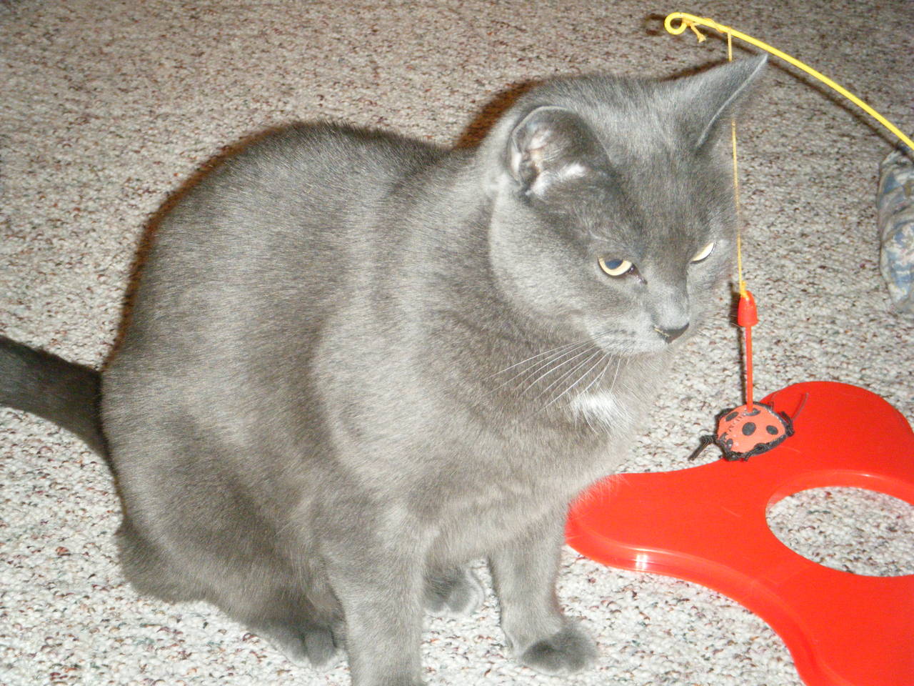 Cats_007