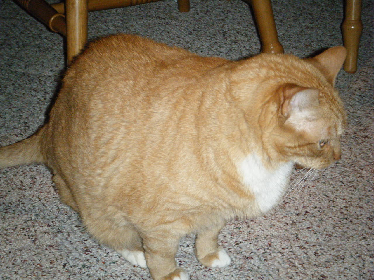 Cats_008