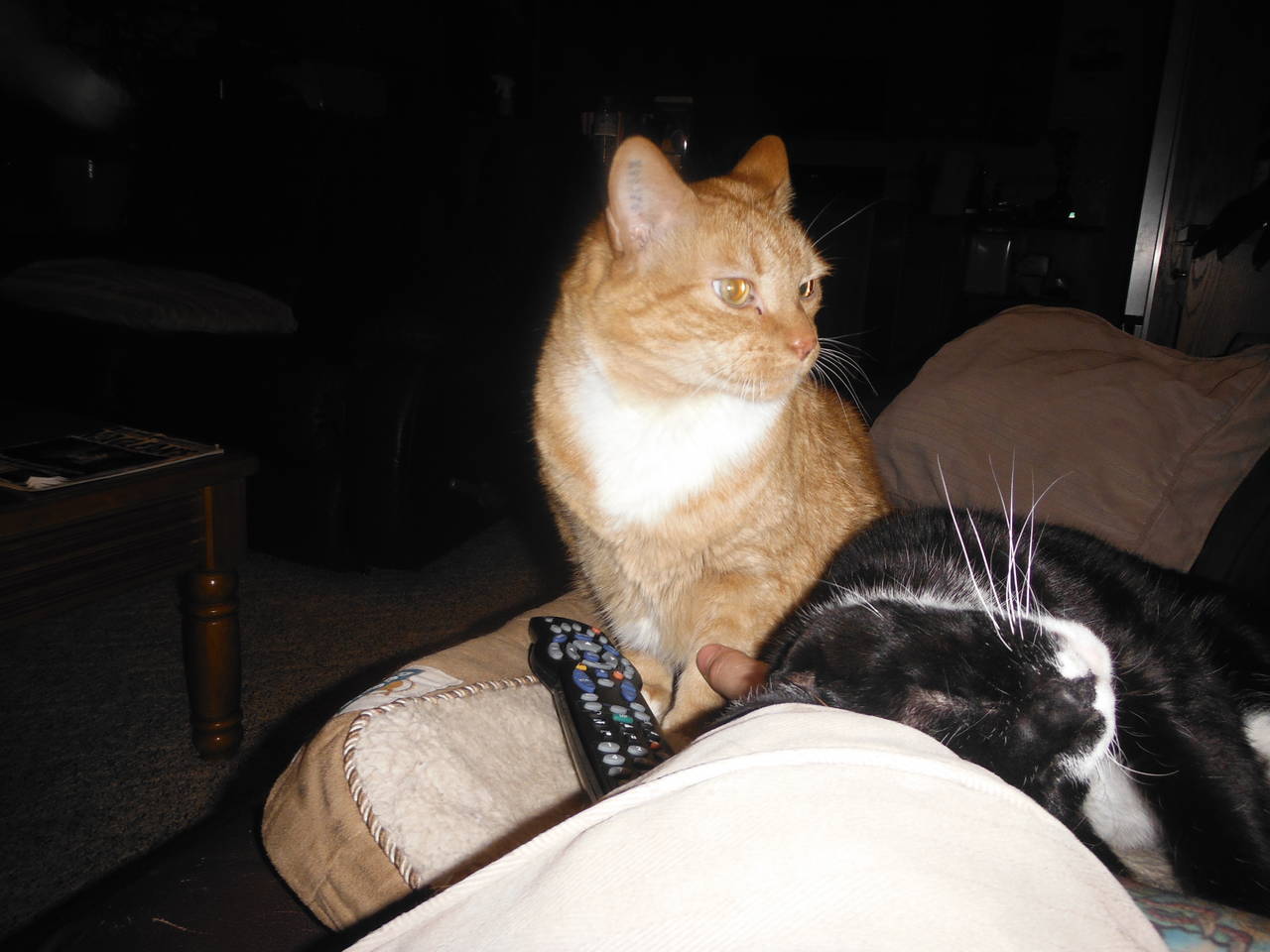cats_0081