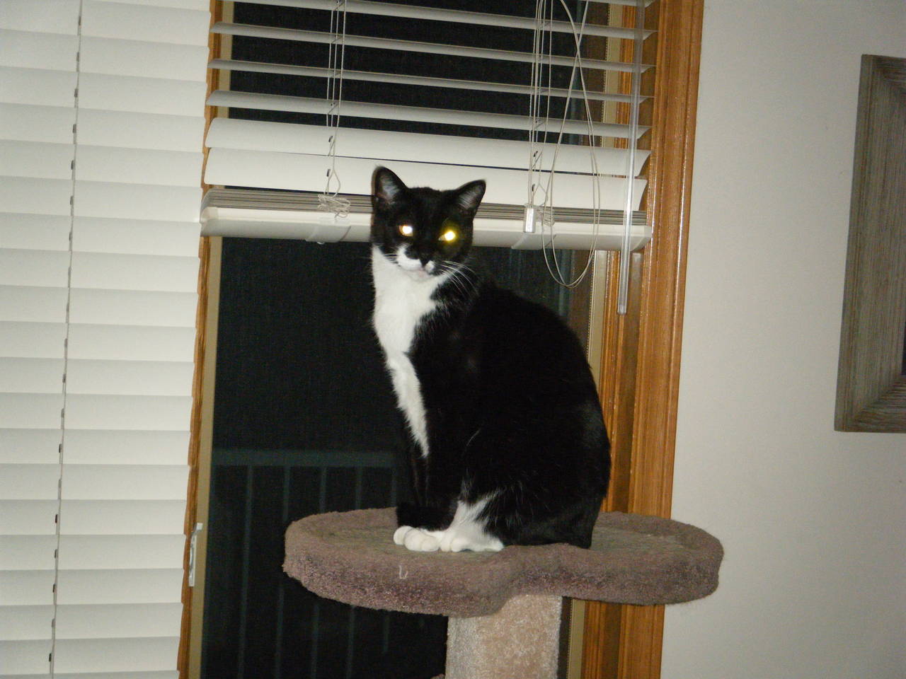 Cats_009