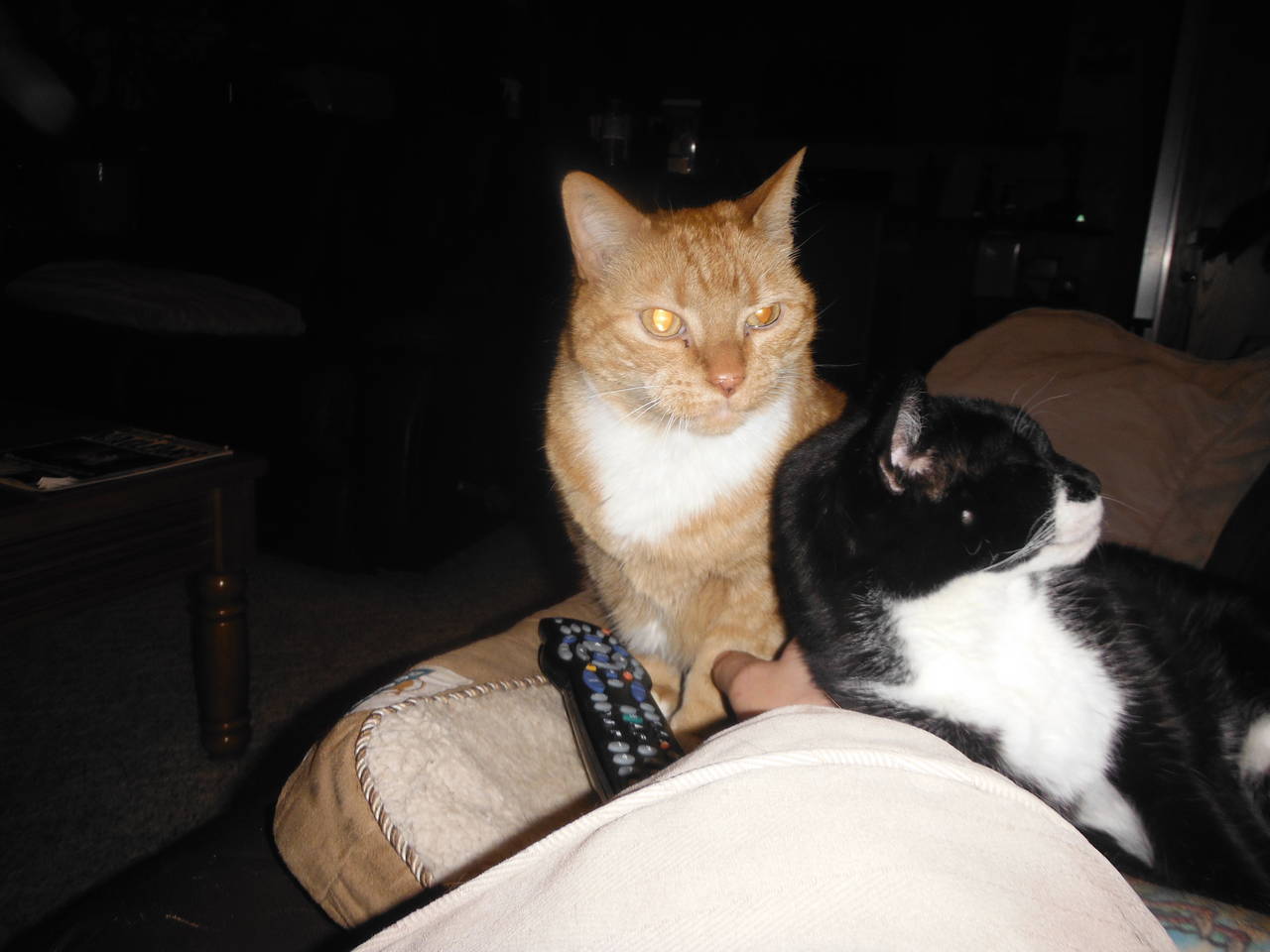 cats_0091