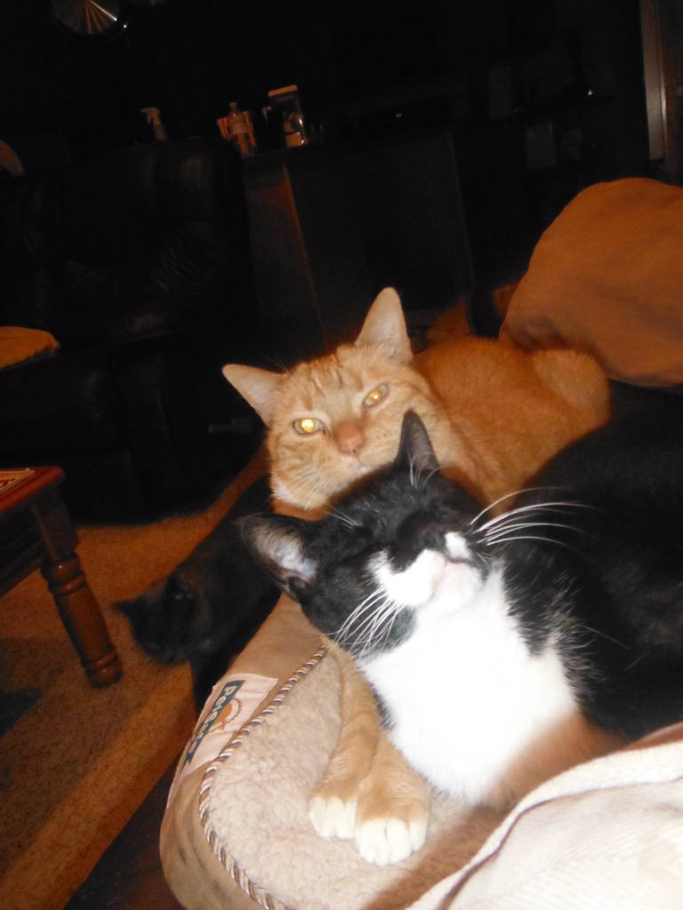 cats_017