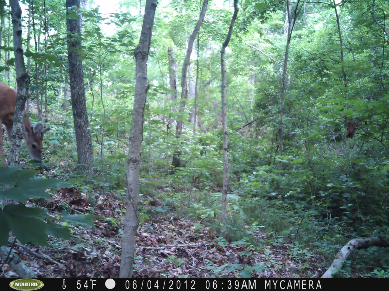 creek_060612_017
