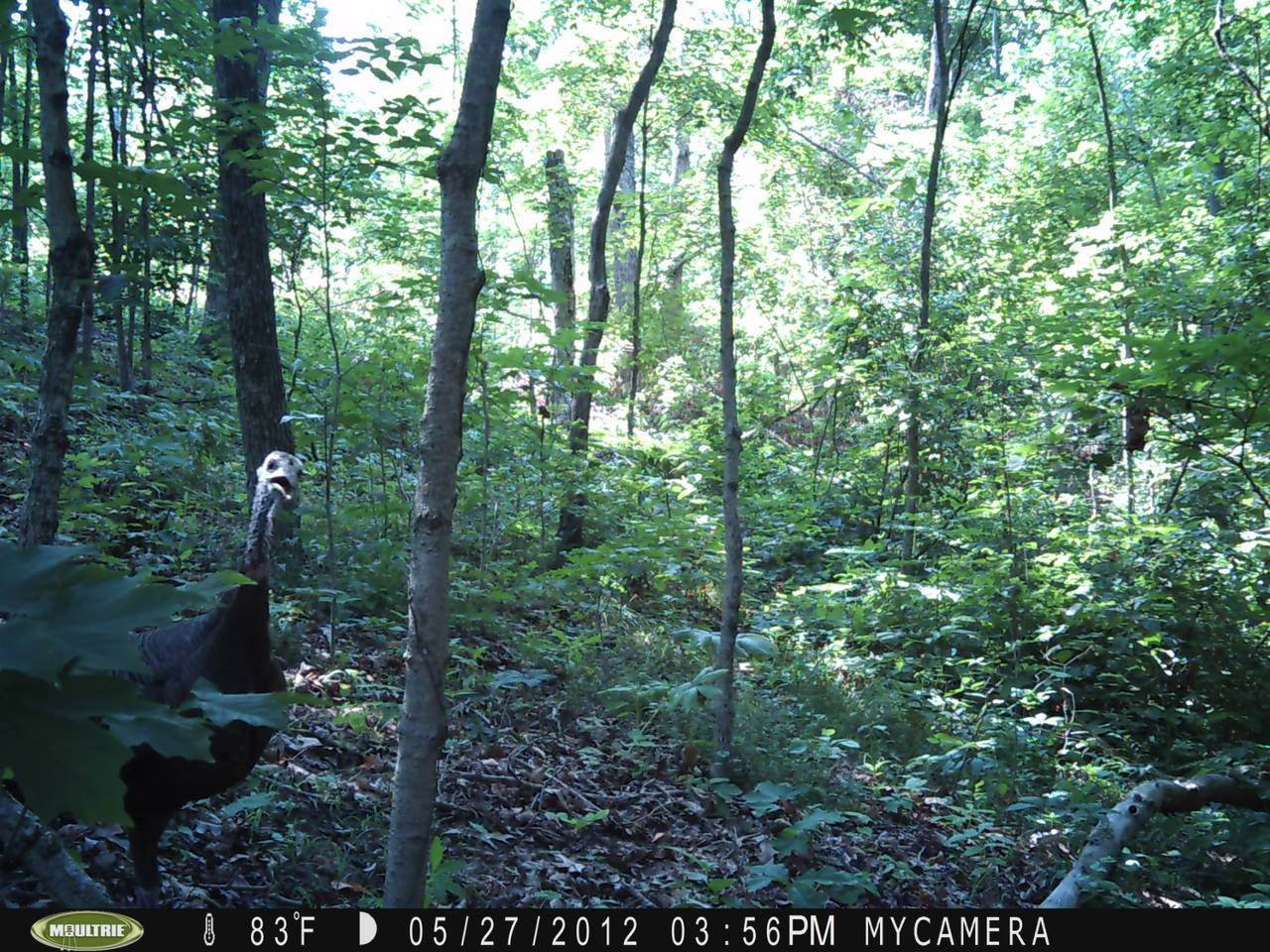 creek_2_004