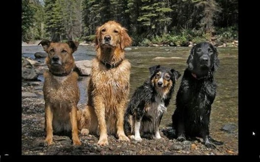 Dawgs