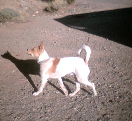 Dog001