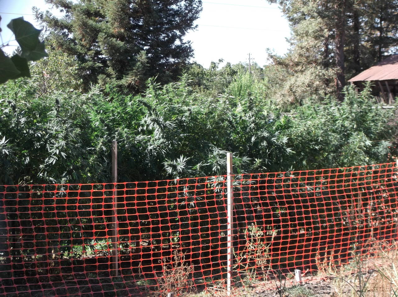 DSCF1087