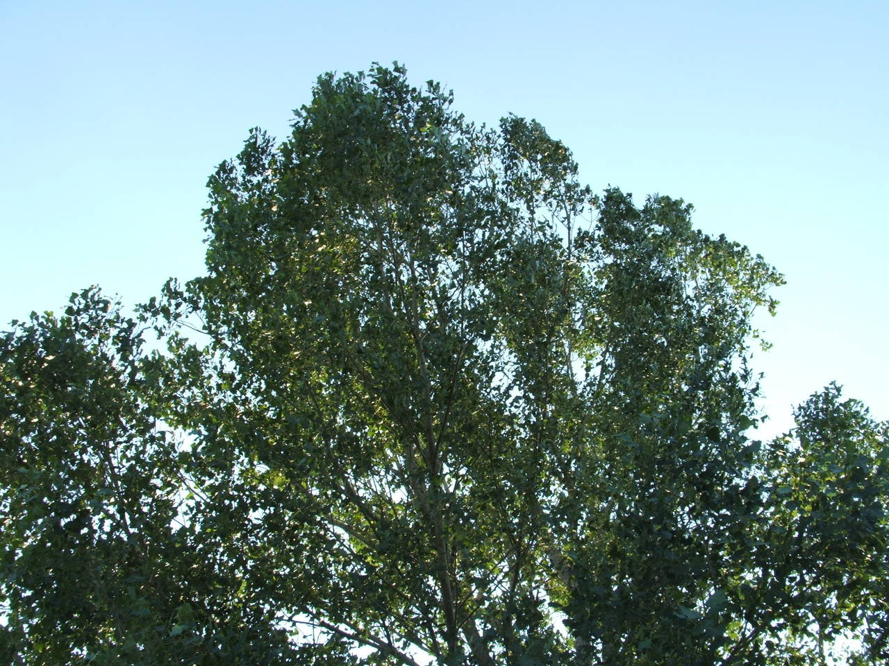 DSCF2911