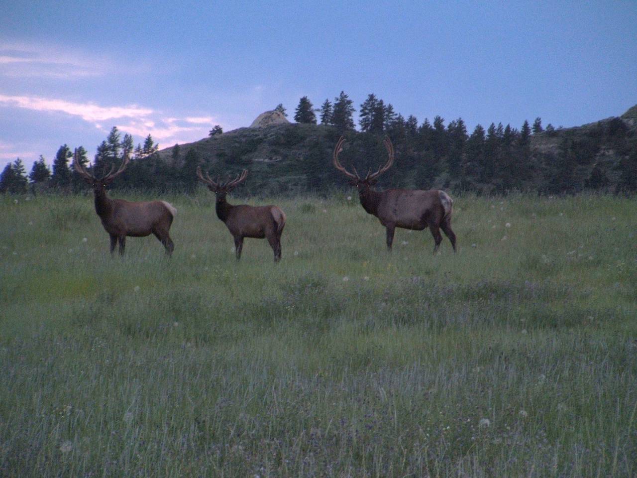 Eastern Montana Elk