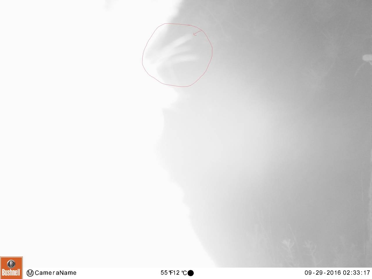 ELK_EYE_LASH
