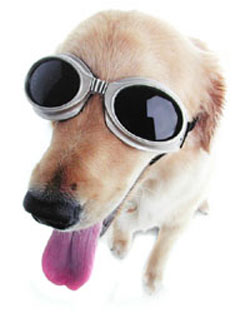 Fashionable-Doggles-sunglasses