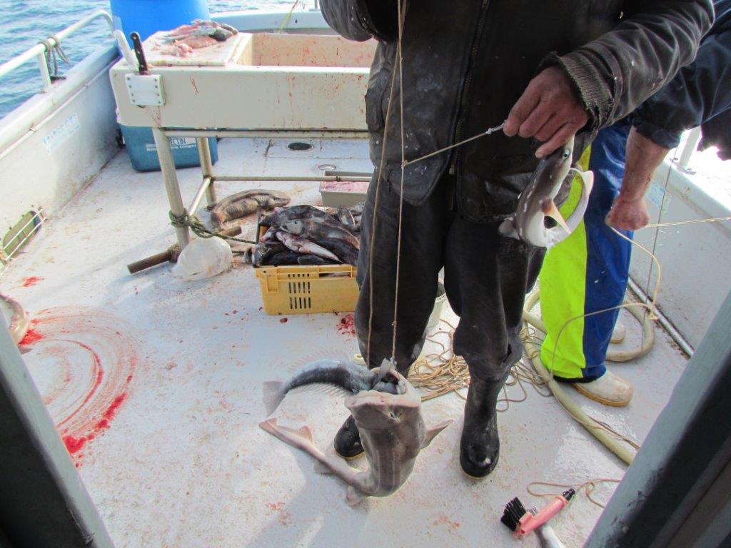 fish