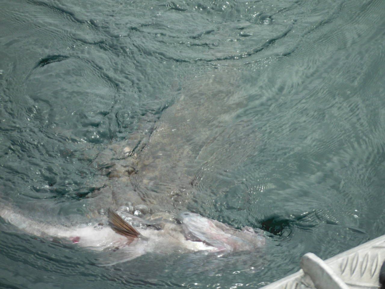Fishing_trip_124
