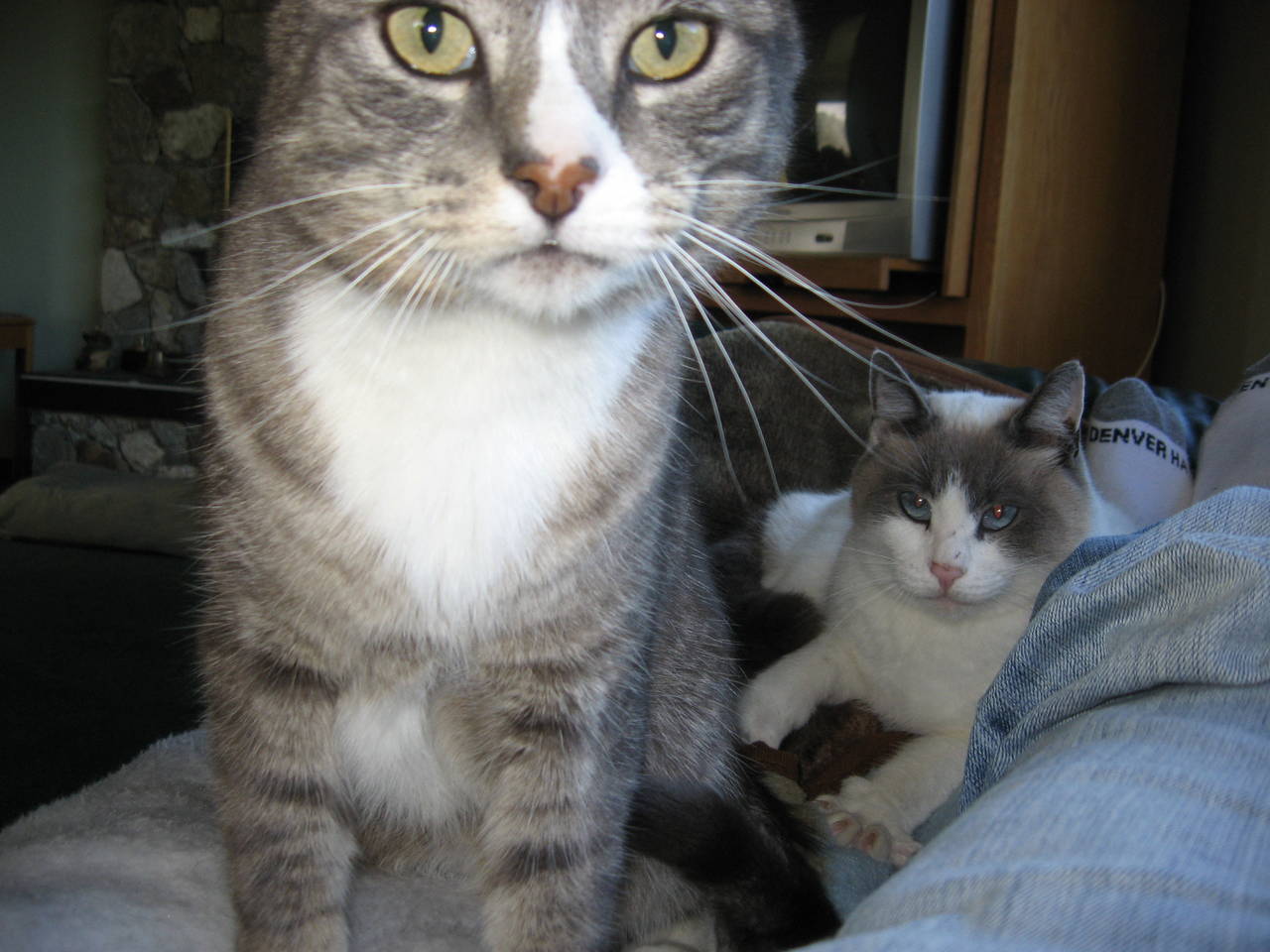 Hard working cats