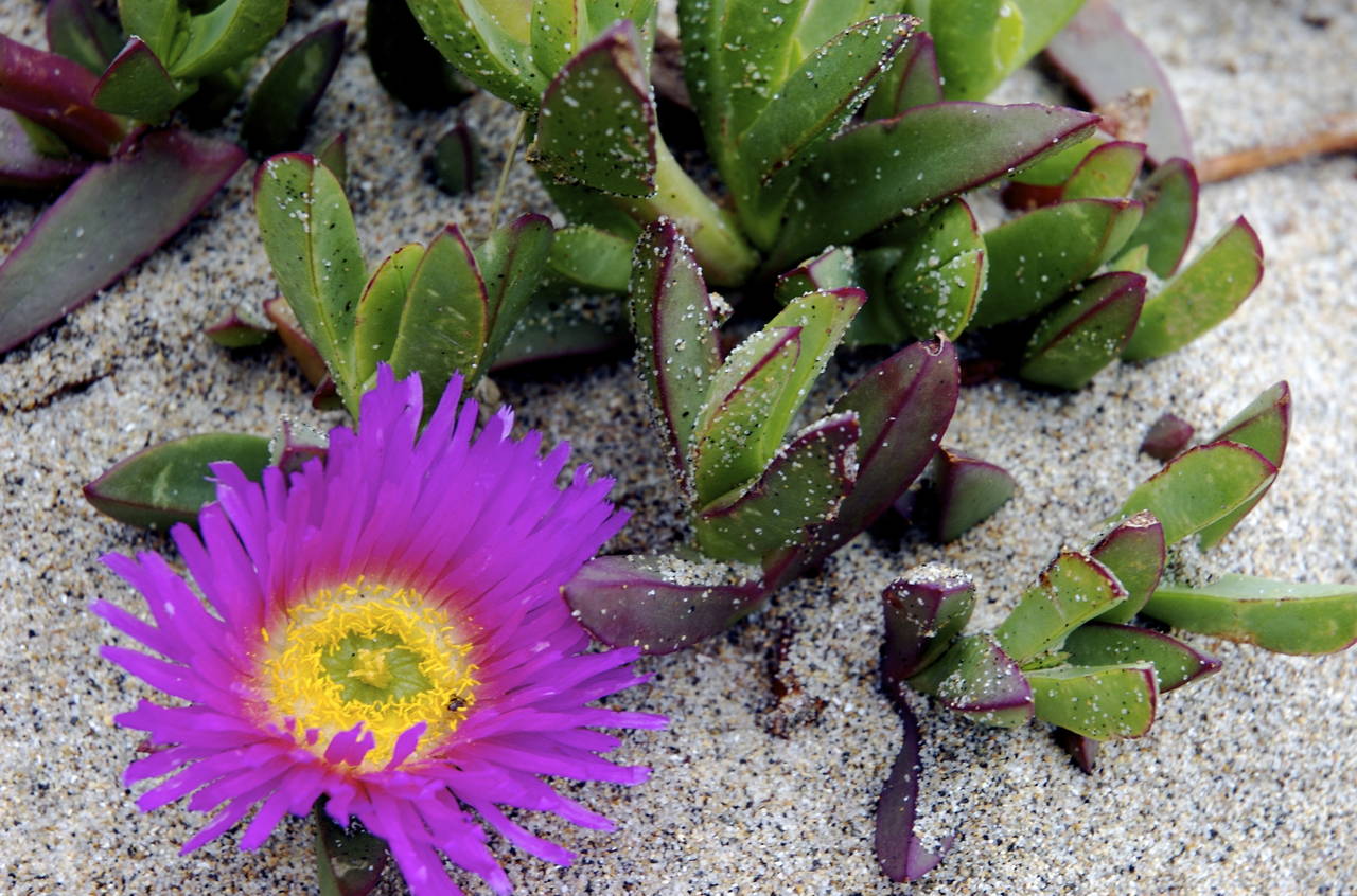 Ice_Plant_on_California_Coast