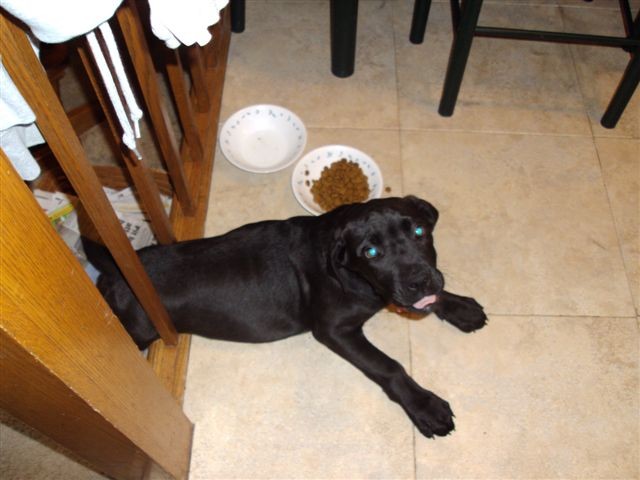 Josie