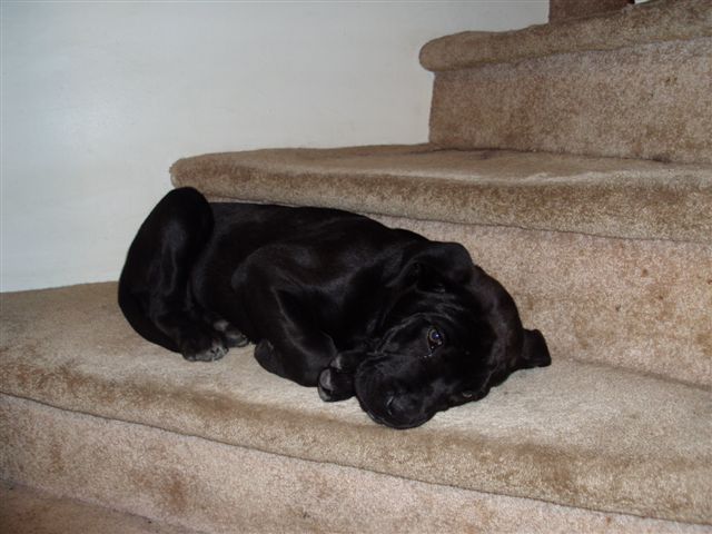 Josie_as_a_pup