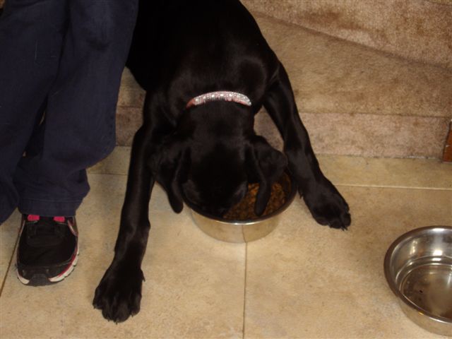 Josie_being_lazy