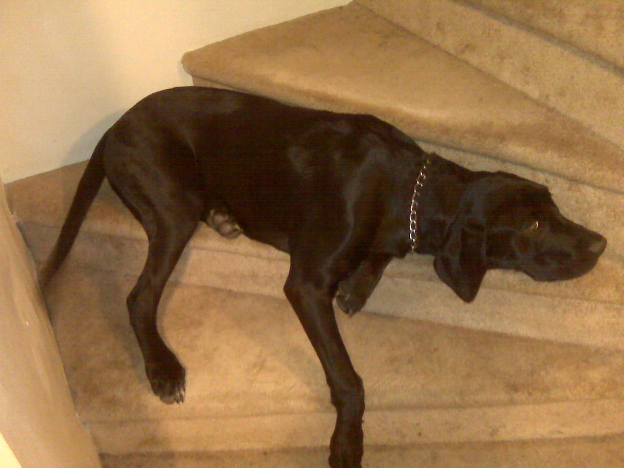 Josie_new_steps