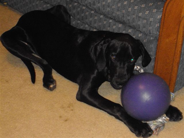 Josie_s_new_toy
