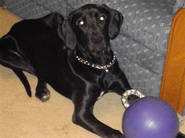 Josie_s_new_toy_2