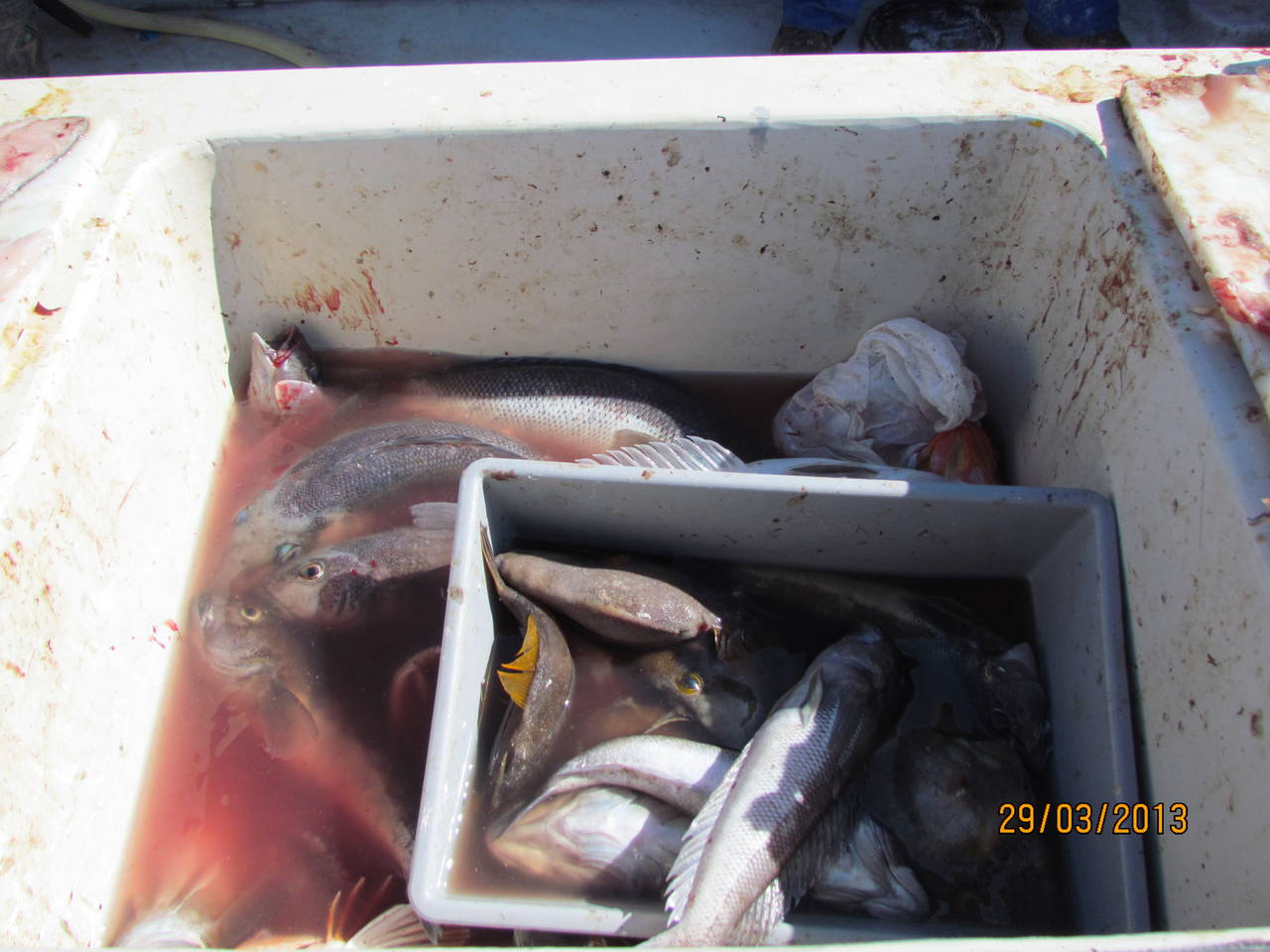 keeper fish