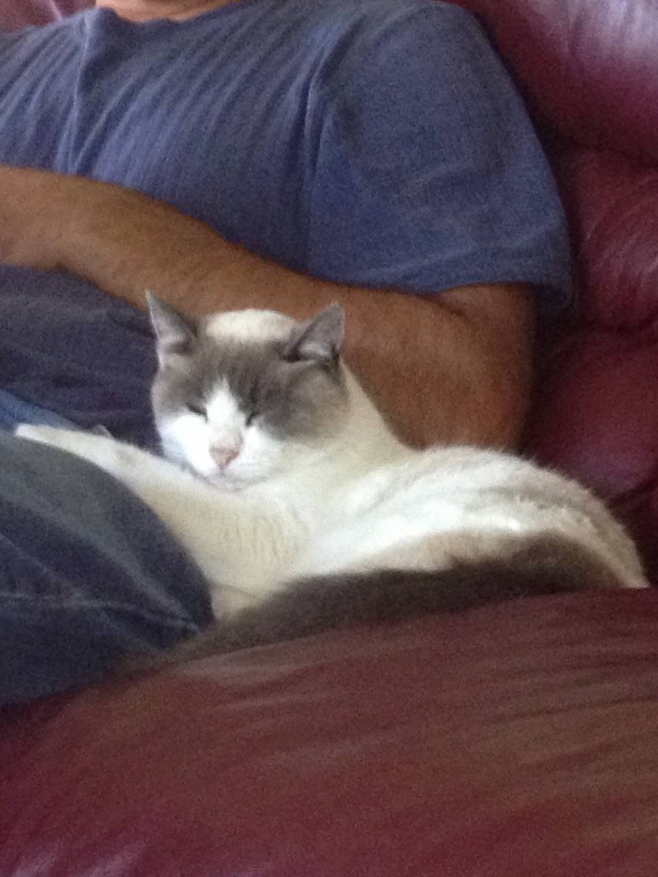 Lazy Cat