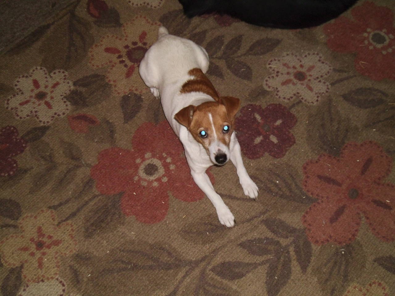 minnie the jack russel