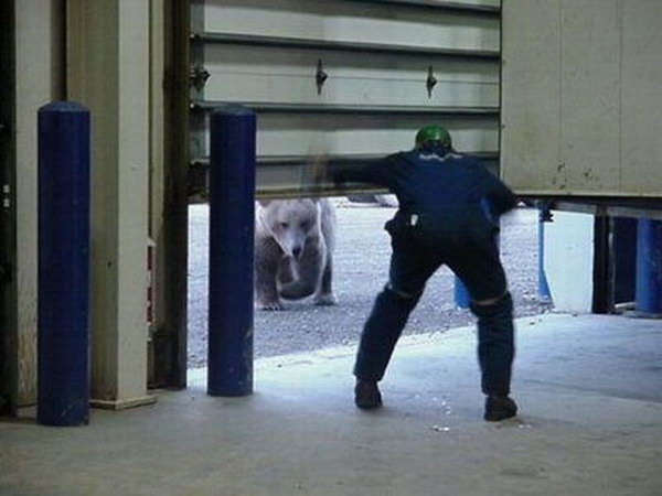 polar_bear