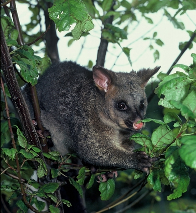 possum