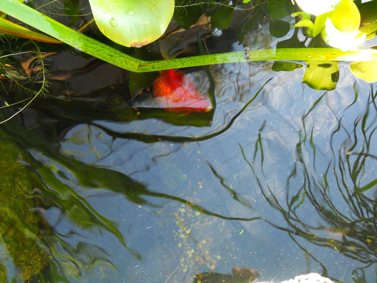 pregnant gold fish
