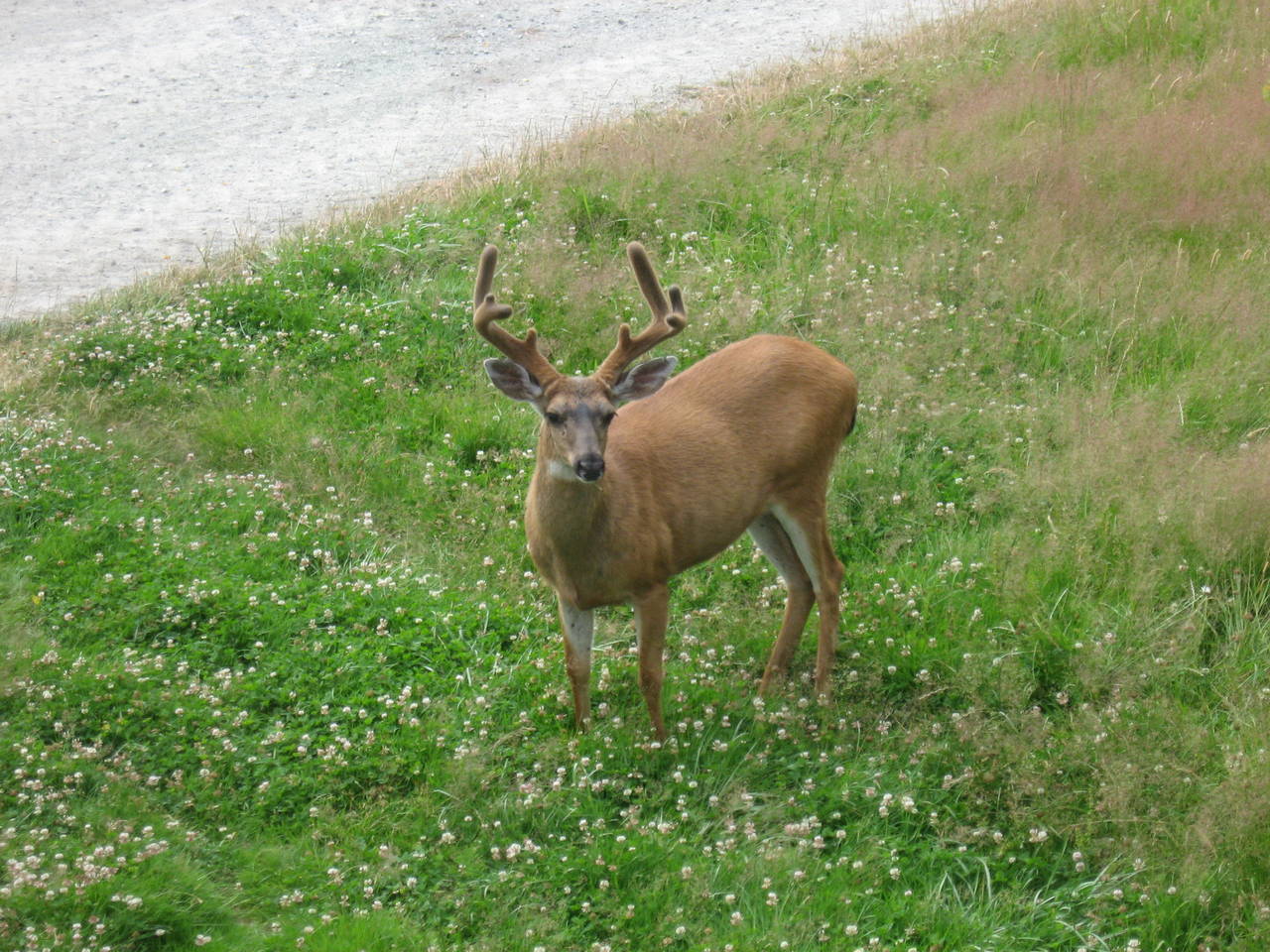 resident deer