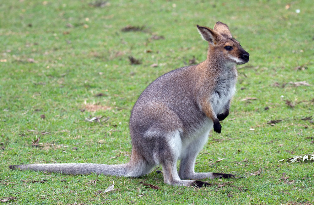 Roo