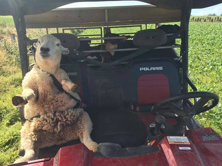 Safe_sheep
